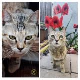 Foto del gato perdido en Tucson