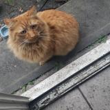 Foto de gato encontrado en Fleury Merogis