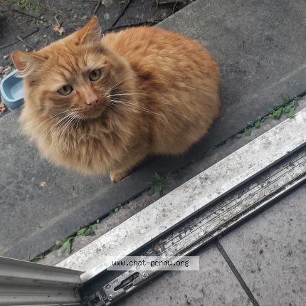 Foto 1/1 Gato encontrado Encontrado en Fleury merogis