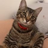 Foto del gato perdido en Lorient