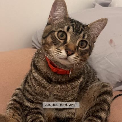 Foto 1/1 Jax Chat perdido en Lorient