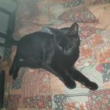 Foto del gato perdido en Ambares