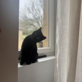 Foto del gato perdido en Crayssac