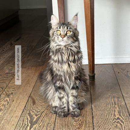 Foto 1/1 Gato encontrado Encontrado en Bruxelles uccle