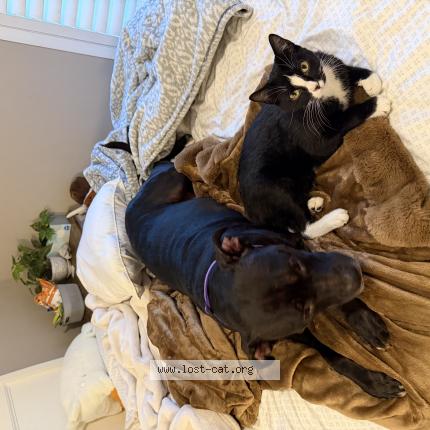 Foto 1/1 Jasper Chat perdido en Lee s summit