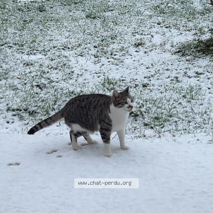 Foto 1/1 Daniel Chat perdido en Punchy