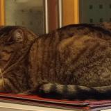 Foto del gato perdido en Chuzelles