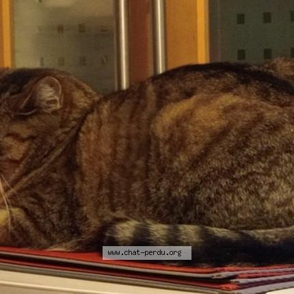 Foto 1/2 Zephir Chat perdido en Chuzelles