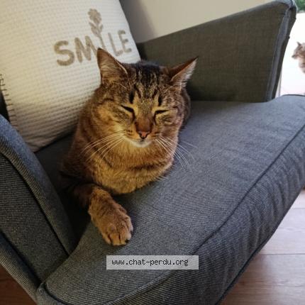 Foto 2/2 Zephir Chat perdido en Chuzelles