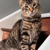 Foto del gato perdido en Stayner