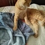 Foto del gato perdido en Thomasville