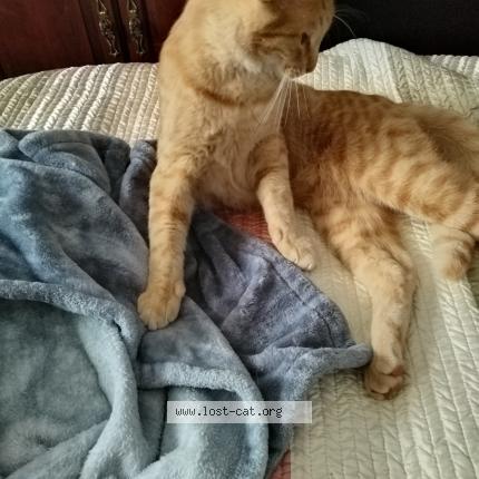 Foto 1/1 Simba Chat perdido en Thomasville