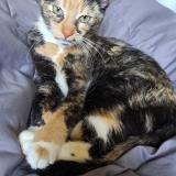 Foto del gato perdido en Lindenhurst