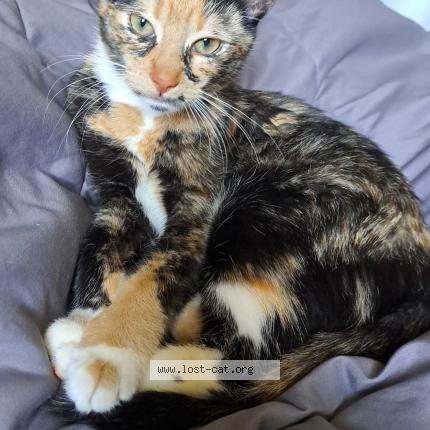 Foto 1/1 Kiko Chat perdido en Lindenhurst