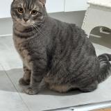 Foto del gato perdido en Toulouse