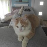 Foto del gato perdido en Saint Jouan Des Guerets