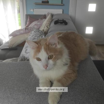 Foto 1/1 Nougat Chat perdido en Saint jouan des guerets