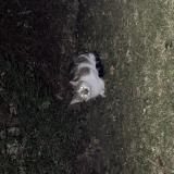 Foto de gato encontrado en Paris