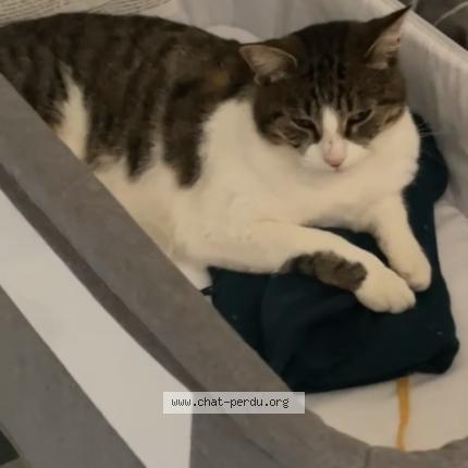 Foto 1/1 Saxa Chat perdido en Cambo les bains