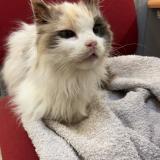 Foto de gato encontrado en Livron Sur Drome