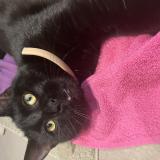 Foto de gato encontrado en Rhinau