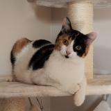 Foto del gato perdido en Dardilly