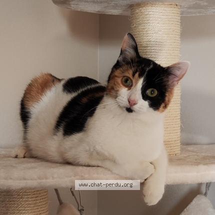 Foto 1/1 Xena Chat perdido en Dardilly