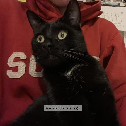 Foto 1/1 Mourchyk Chat perdido en Boussu