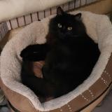 Foto del gato perdido en Le Thor