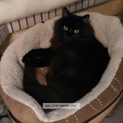 Foto 1/1 Poupinou Chat perdido en Le thor