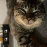 Foto del gato perdido en Croix Daurade