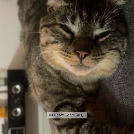 Foto 1/1 Velvet Chat perdido en Croix daurade