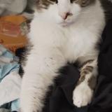 Foto del gato perdido en Anglet