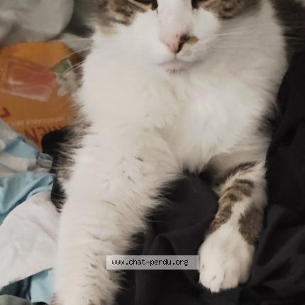 Foto 1/1 Lego Chat perdido en Anglet