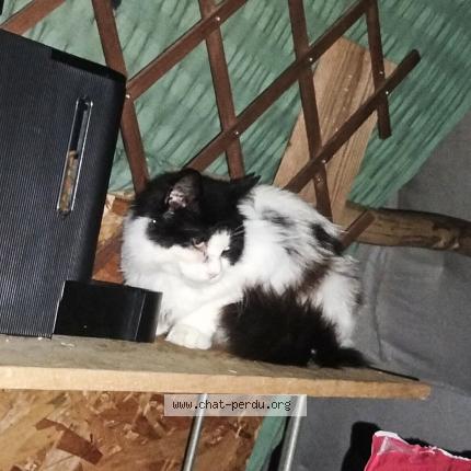 Foto 1/1 Gato encontrado Encontrado en Poitiers