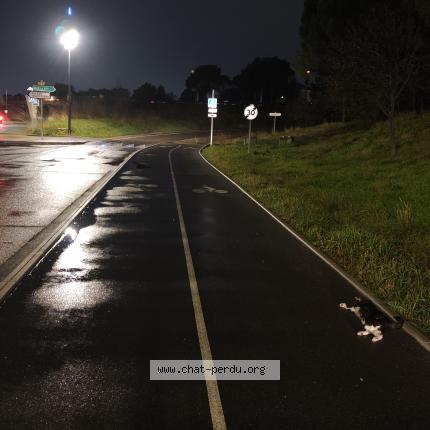 Foto 1/2 Gato encontrado Encontrado en Vitrolles