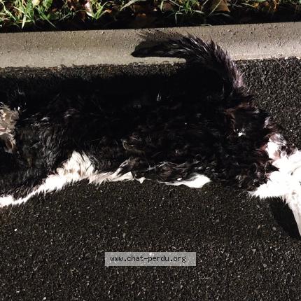 Foto 2/2 Gato encontrado Encontrado en Vitrolles