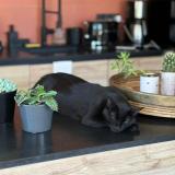 Foto del gato perdido en Saint Donat Sur L Herbasse