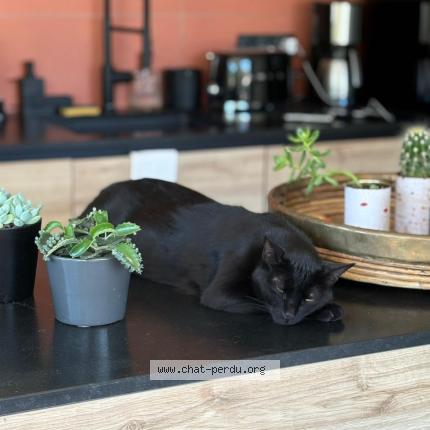 Foto 1/1 LEGO Chat perdido en Saint donat sur l herbasse