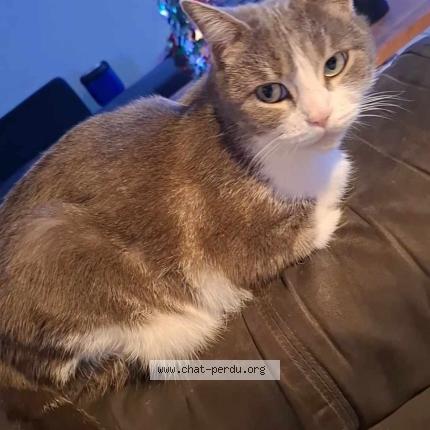 Foto 1/1 princesse Chat perdido en 34210 olonzac