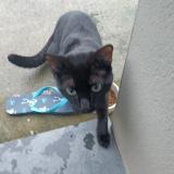 Foto de gato encontrado en Oignies