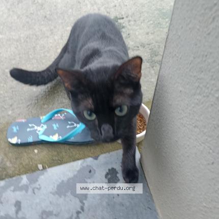 Foto 1/1 Gato encontrado Encontrado en Oignies