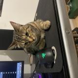 Foto del gato perdido en Plaisance Du Touche