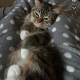 Foto del gato perdido en Grenay