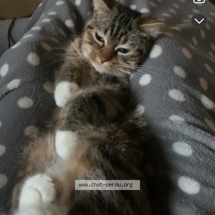 Foto 1/1 Cloppse mimine Chat perdido en Grenay