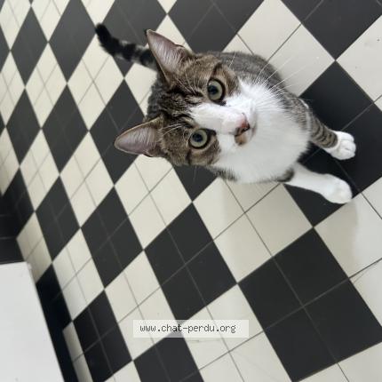 Foto 1/1 Felis Chat perdido en Muids