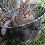 Foto del gato perdido en Montlouis Sur Loire