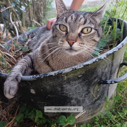 Foto 1/1 Pumbaa Chat perdido en Montlouis sur loire