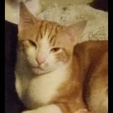 Foto del gato perdido en Bram