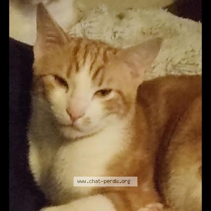 Foto 1/1 Garfield Chat perdido en Bram